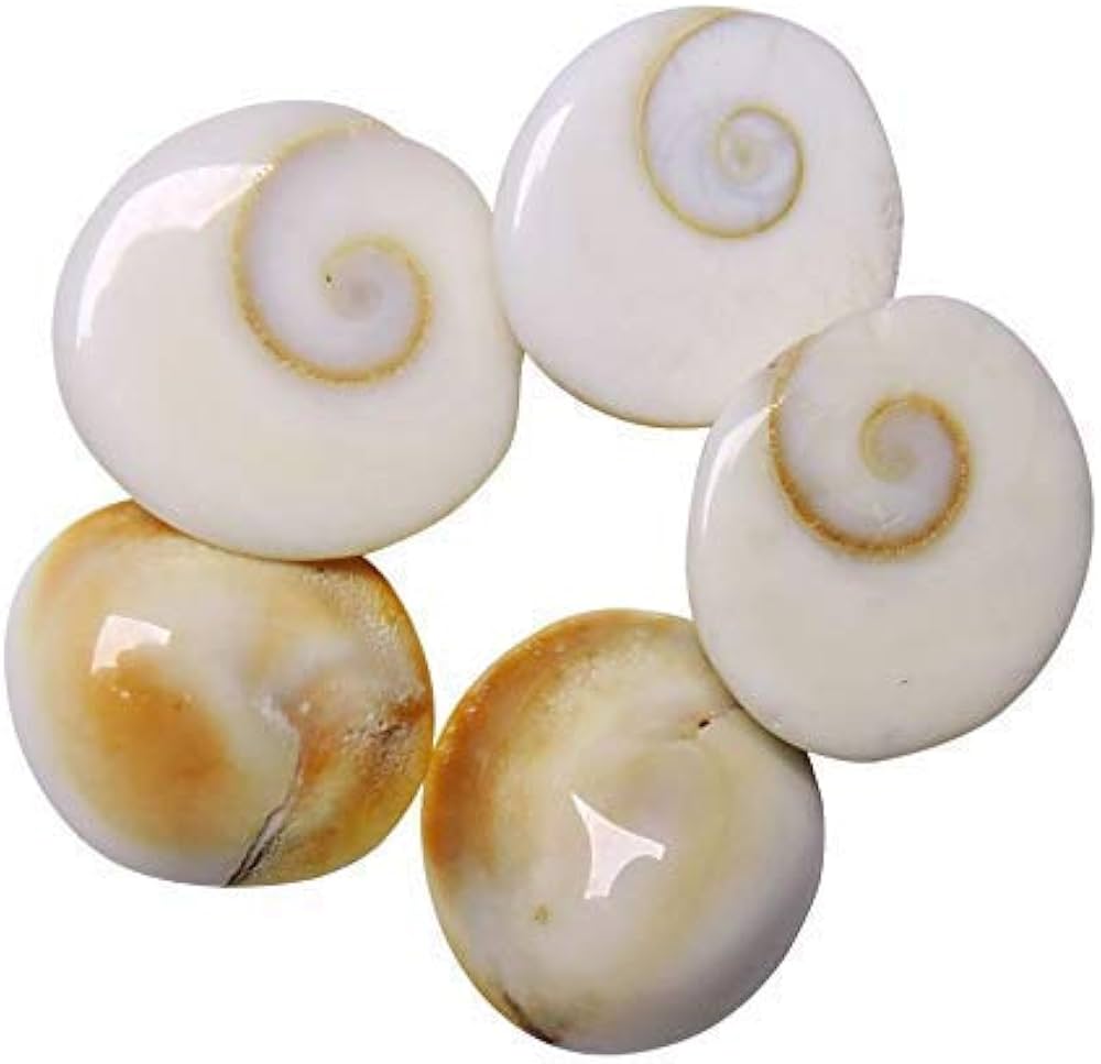 Original Gomati Chakra for Lakshmi Pooja, Wealth, Luck, Astrology (5rs per Pieces)