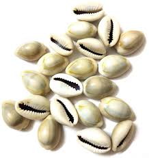 Natural Kawdi, Kaudi, Kowdi, Cowrie, Koudi, Kodi Shells Stone (5rs per pieces)